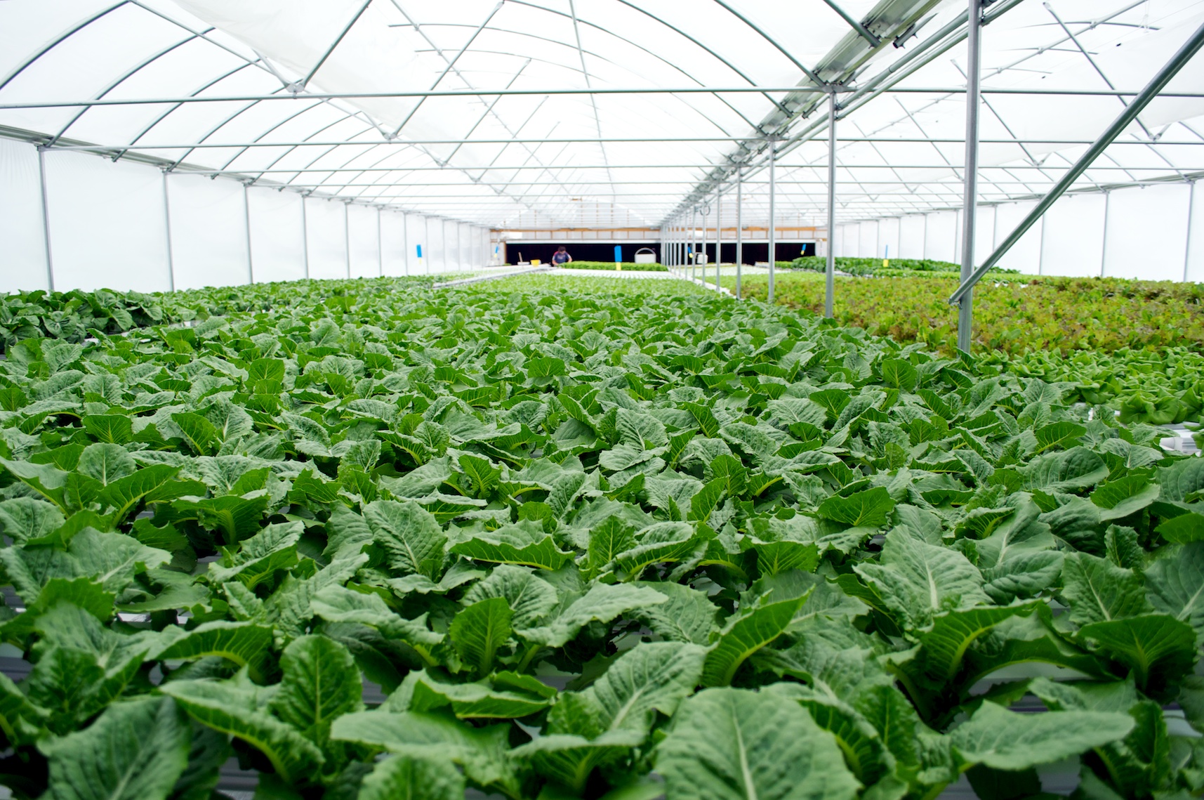 Revealing Top 5 Interesting Facts about Hydroponic Systems ...